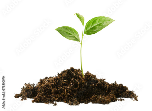 sprout in a pile of soil on a white isolated background