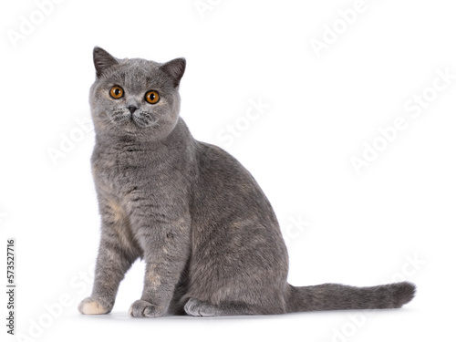 Adorable young blue tortie British Shorthair cat, sitting up side ways. Looking towards camera with pretty orange eyes. Isolated on a white background.