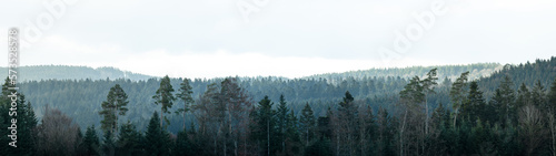 Amazing mystical rising fog forest trees woods landscape view in black forest blackforest ( Schwarzwald ) Germany wide long panoramic panorama banner