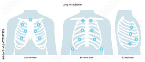 Lung auscultation. Thorax anterior, posterior, lateral position