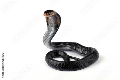 The Javan spitting cobra (Naja sputatrix) on white background