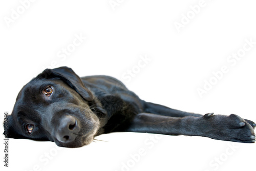 Front view of a pretty black labrador retriever dog languidly lying on side and looking at the camera with a great candor and soul.