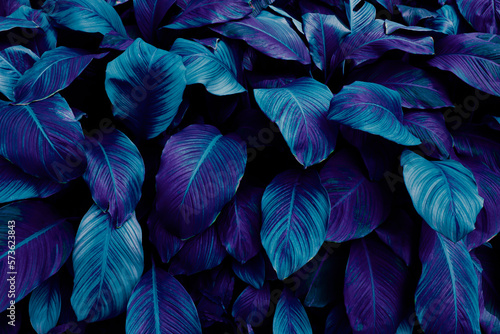 blue tropical leaf texture background, color toned