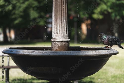 gołąb przy fontannie