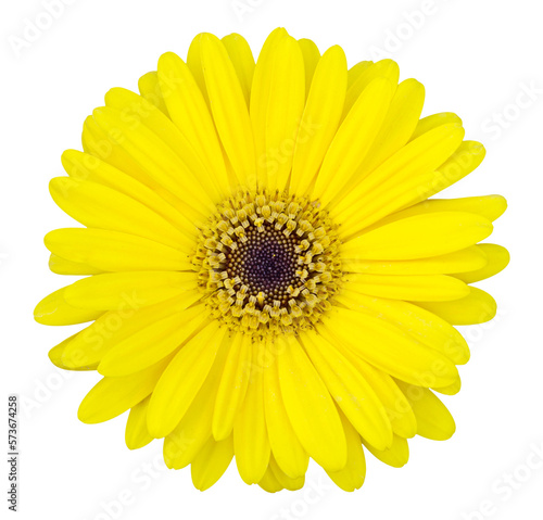 yellow gerbera flower isolated with clipping path