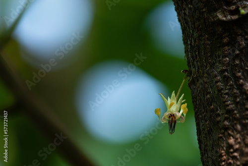 Cacao or Theobroma cacao flower on nature background.