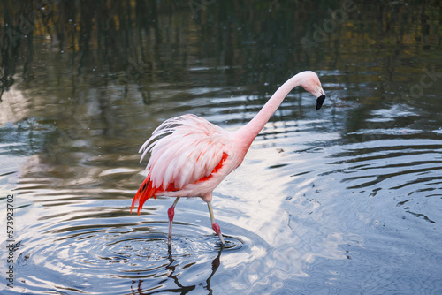 Pink flamingo in water (flamengo). Pretty wading bird. Chilean flamingo (Phoenicopterus ruber)