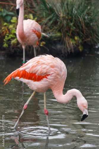 Pink flamingo in water (flamengo). Pretty wading bird. Chilean flamingo (Phoenicopterus ruber)