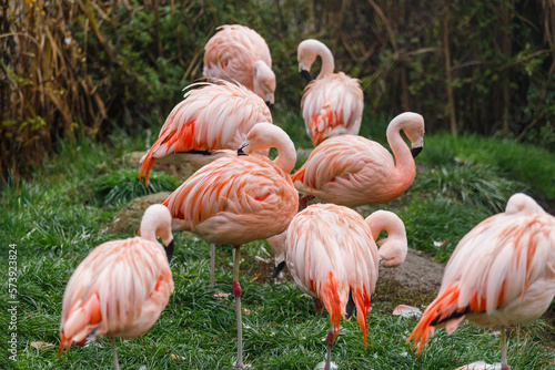 Pink flamingo (flamengo). Pretty wading bird. Chilean flamingo (Phoenicopterus ruber)