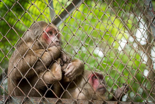 Monkeys or gibbons are kept in cages in animal exhibit areas. Gibbons seek freedom outside of their cages in hope, the loneliness of wildlife from wildlife trafficking.