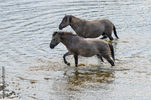 Wild horses in the water