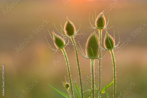 Fuller's teasel