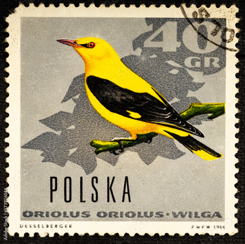 POLAND - CIRCA 1966: A stamp printed in Poland shows image of a Oriolus Wilga, circa 1966