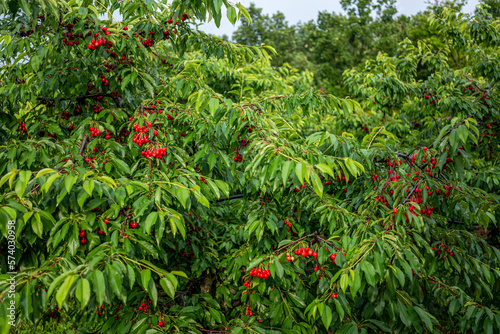 Cherry Groves (ripe) - Central Macedonia, Greece