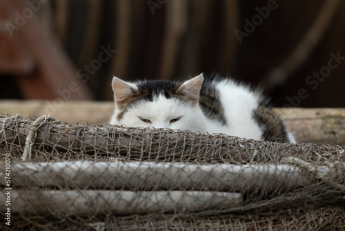 wild cat looks out from behind the fishing net