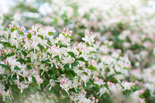 Italian woodbine flowers closep spring time