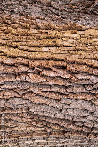 tło kora drzewa gruba i chropowata naturalna