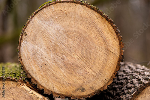przekrój pnia drzewa na stosie drewna