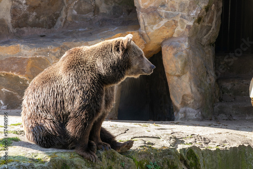 Oso pardo en el zoo