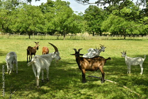 Chèvres et boucs dans une prairie au bourg de Champagne au Périgord Vert 