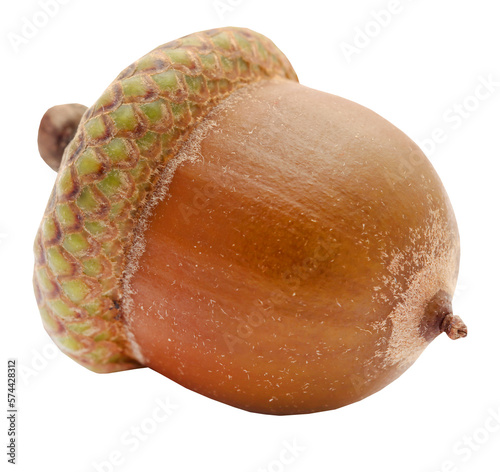 Closeup of acorn