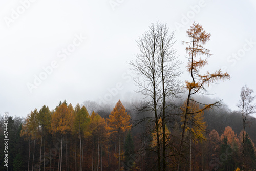 Autumn forest during a cloudy day / Jesienny las podczas pochmurnego dnia