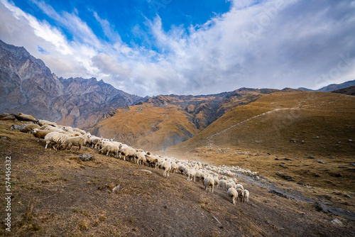 landscape in the mountains -sheep