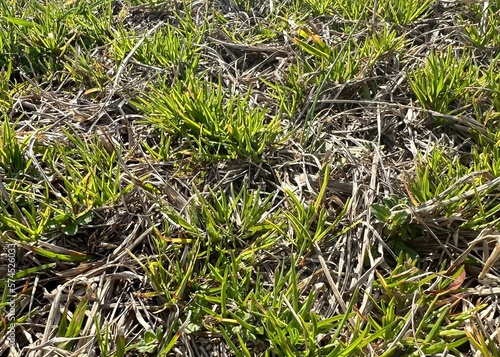 Poa annua in warm-season dormant grass in winter and early spring lawn