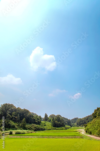 谷間にある稲田の田舎風景。背景素材