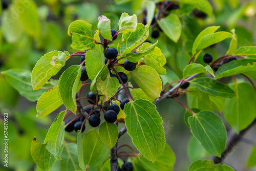 Branch of Common buckthorn Rhamnus cathartica tree in autumn. Beautiful bright view of black berries and green leaves close-up