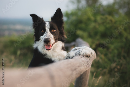 cute border collie dog standing on a wooden fence on a field