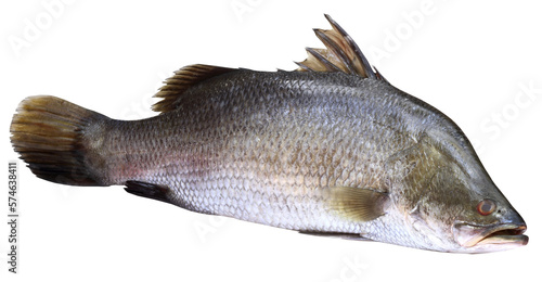 Barramundi or Koral fish of Southeast Asia