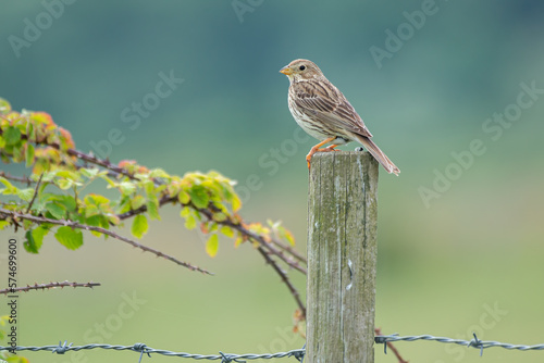 Corn bunting (Emberiza calandra) perched on post with smooth background fields