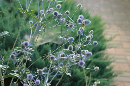 mikołajek płaskolistny Eryngium planum