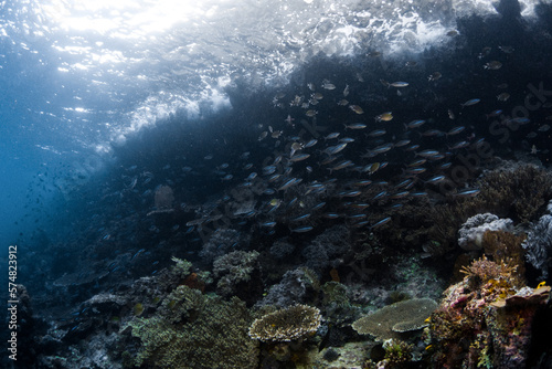 Schooling Bluestreak Fusiliers