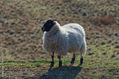 The blackface sheep breed is the most numerous pure breed in Britain, with the vast majority in Scotland.
