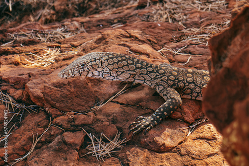 Big and beautiful sand monitor lizard. White, black and bown spotted skin. Lizard tanning on the red rocks under the sun. Kings canyon national park in the red centre, Australia.