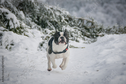 French buldog is running on the field in the snow. Winter fun in the snow.