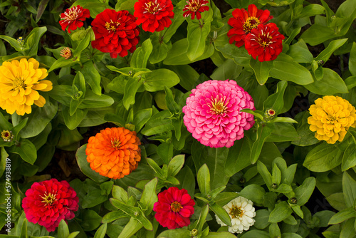 Yellow, pink, white and red zinnia flowers close-up growing in a garden bed