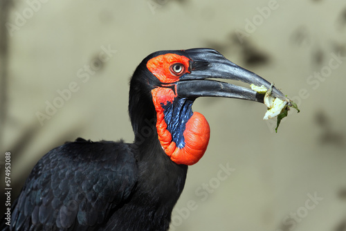 The southern ground hornbill is a beloved bird species indigenous to Africa. 