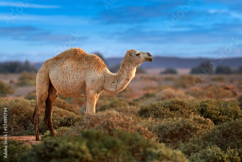 Dromedary or Arabian camel, Camelus dromedarius, even-toed ungulate with one hump on back. Camel in the long golden grass in Shaumary Reserve, Jordan, Arabia. Summer day in wild nature.