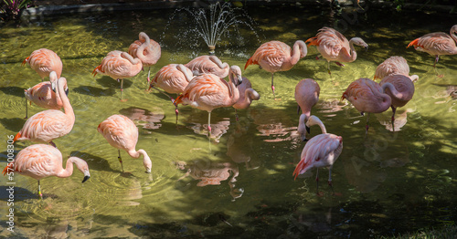 A flamboyance of captive Flamingos.