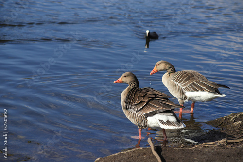 A wildild greylag goose couple is watching a lake 