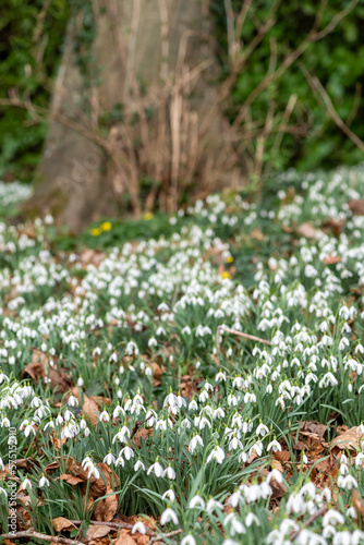 Common snowdrops (galanthus nivalis) in bloom under a big tree