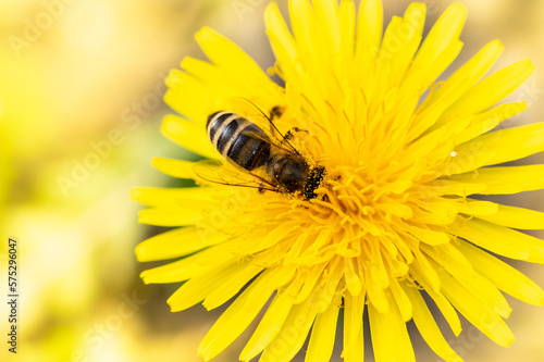 pszczoła miodna zbiera pyłek na żółtym kwiatku mniszka lekarskiego