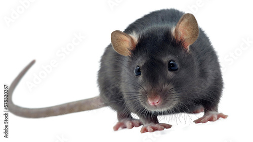 rat on white background