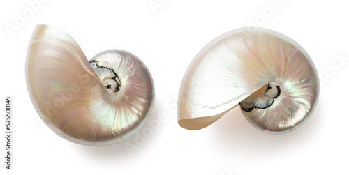 beautiful shiny pearly nautilus shell (nautilus pompilius), isolated seaside design element with mother-of-pearl surface for your ocean, summer or wedding flatlays / layouts
