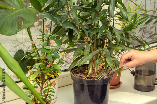 Woman's hand with a table fork loosens the soil of a houseplant Dracaena in a flower pot