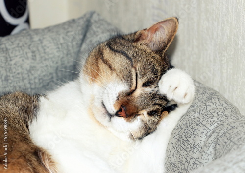 A homely simple cute happy cat sweetly washes its muzzle with a paw, lying in a soft and cozy cat bed.