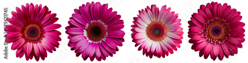 Assorted magenta gerbera flower heads isolated on transparent PNG background. Created with Generative AI. 